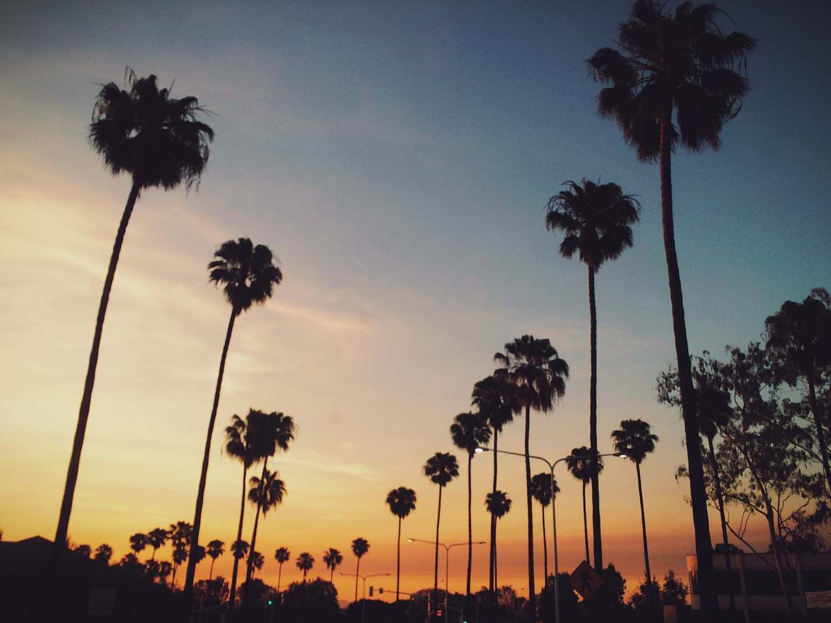 tree trees during sunset sunrise