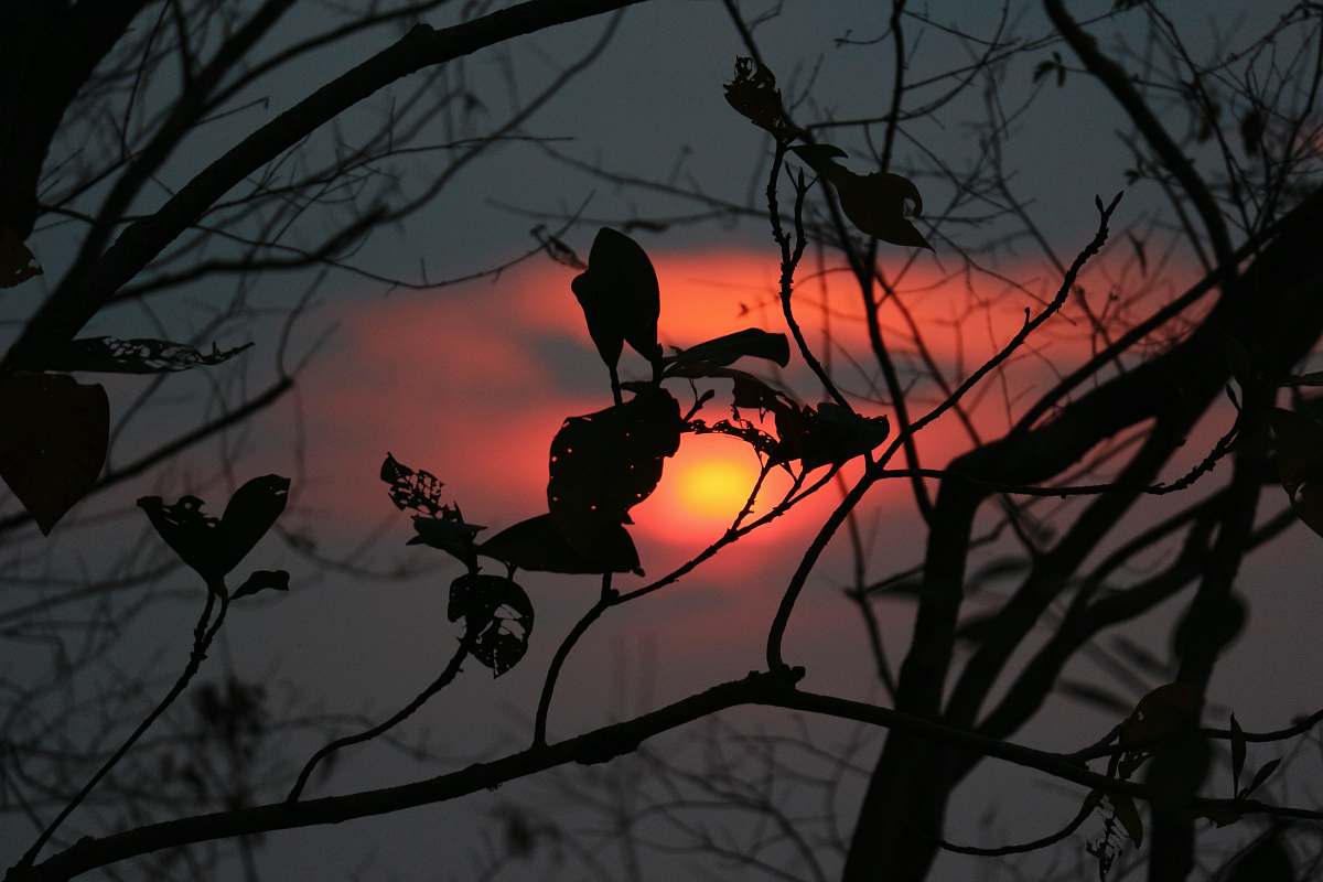 cambodia view of tree during twilight agelaius