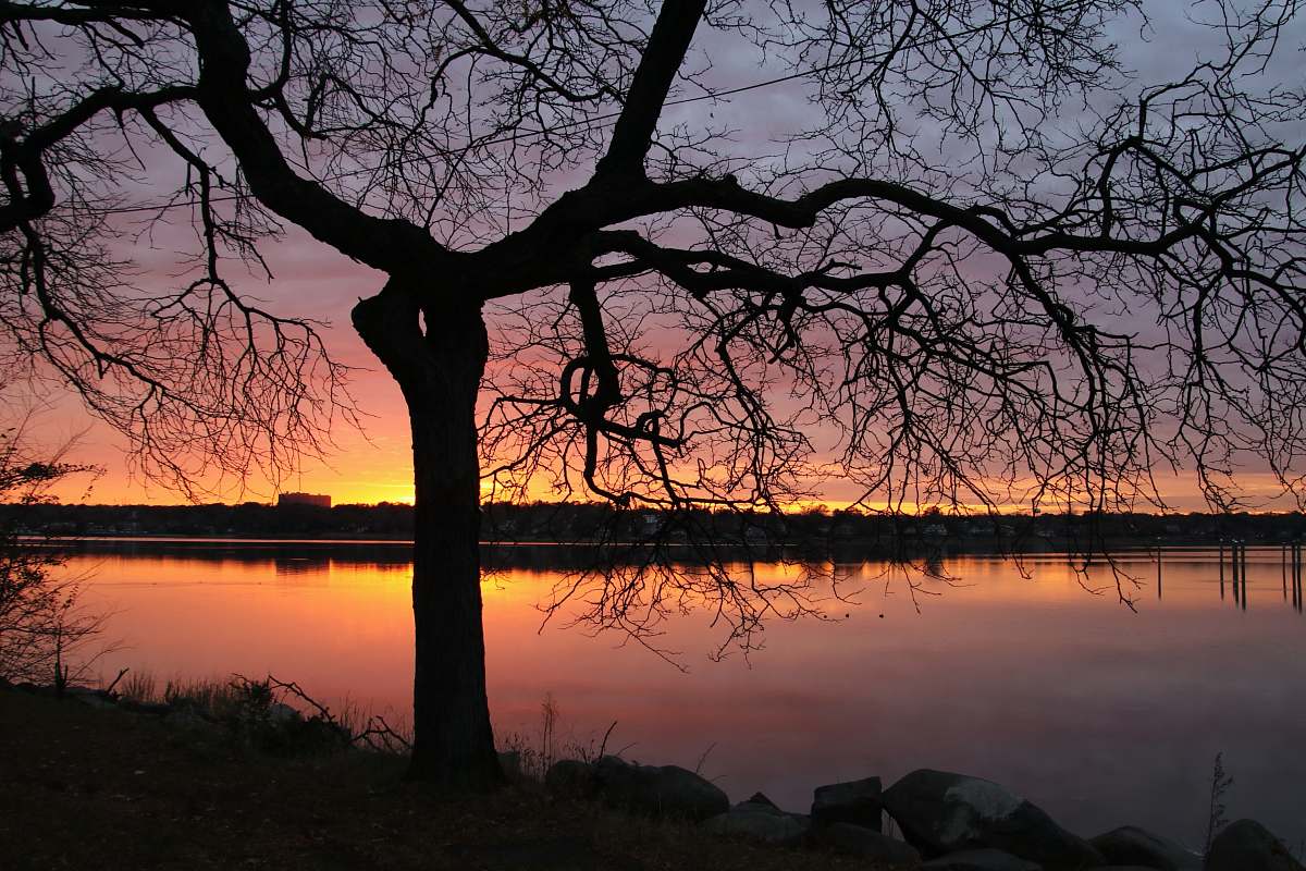 plant bare tree on island during golden hour tree trunk