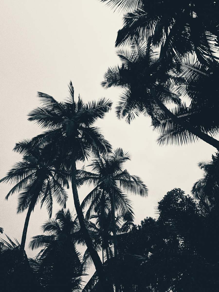 plant green coconut tree under calm sky arecaceae
