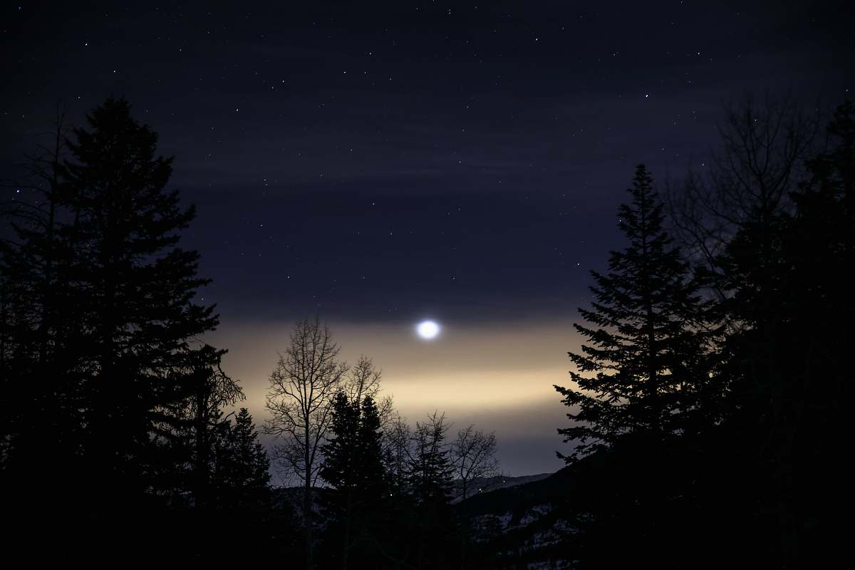 moon green leafed trees at nighttime night