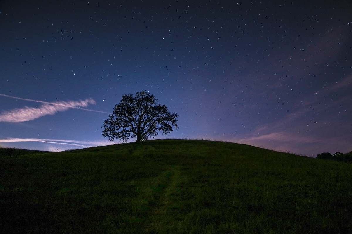field green tree surrounded by grass under blue sky outdoors