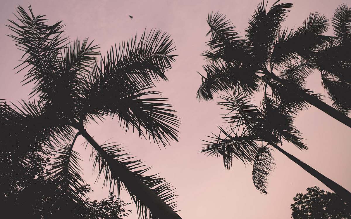 plant low-angle photo of silhouette of coconut palm trees arecaceae