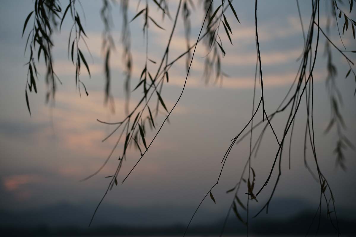 plant macro photography of green leaf plant silhouette