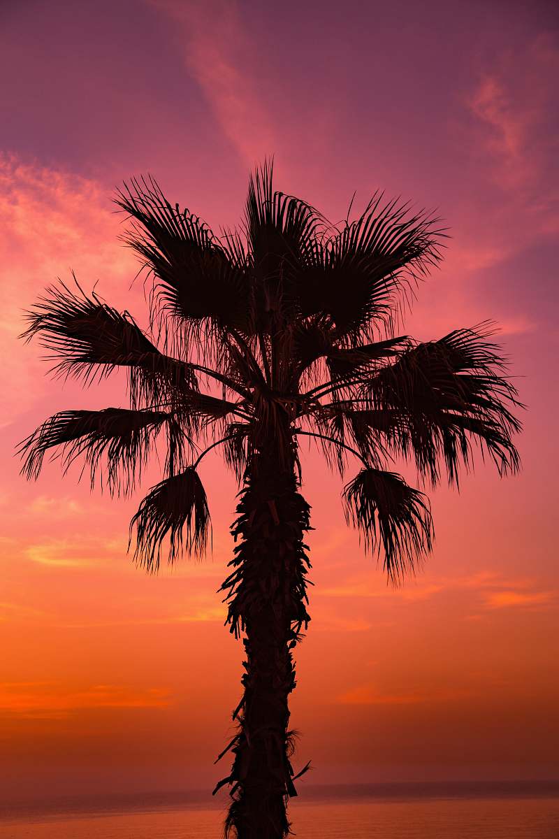 plant sago palm tree under pink sky at sunsetr palm tree