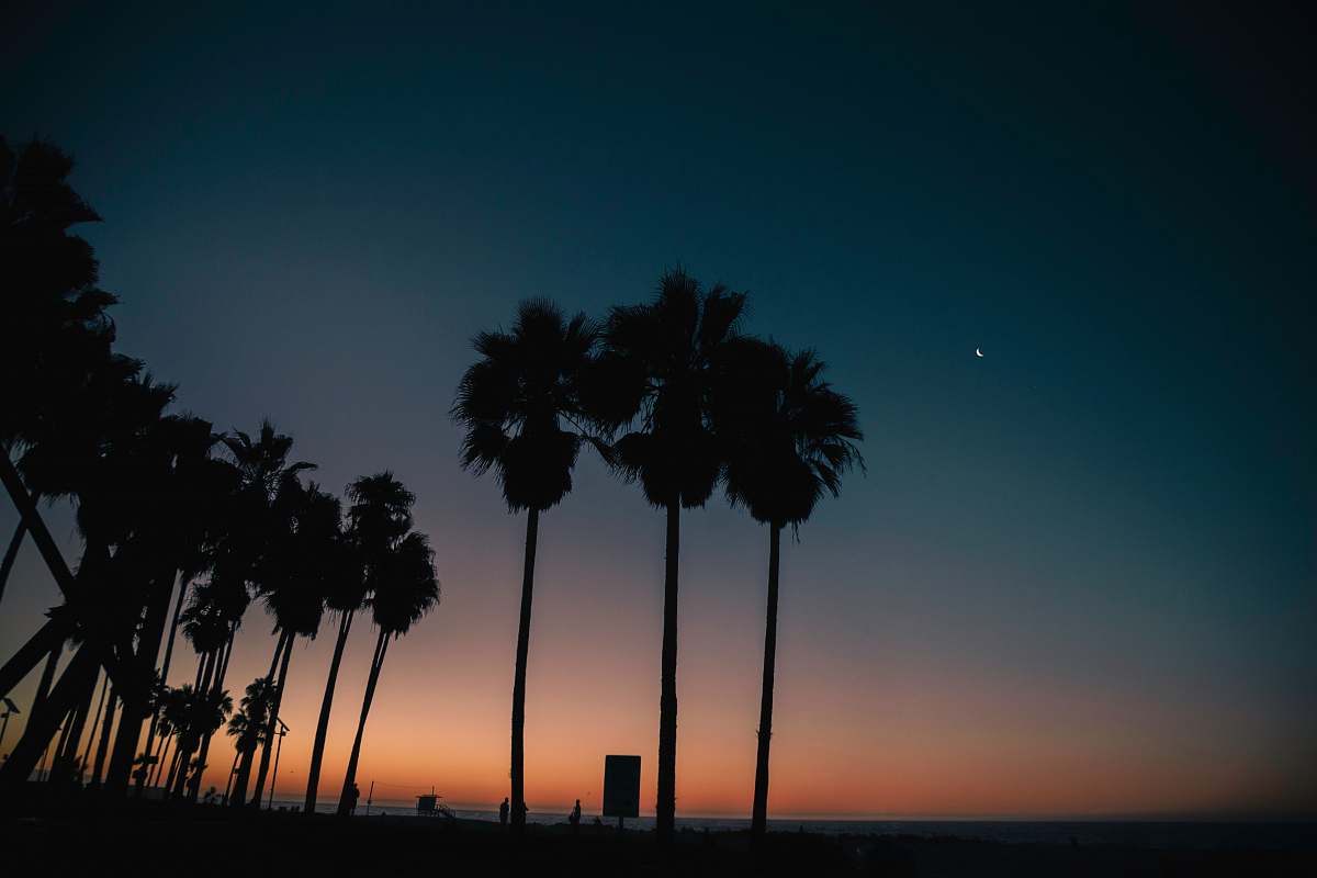 arecaceae silhouette of coconut trees during golden hour palm tree