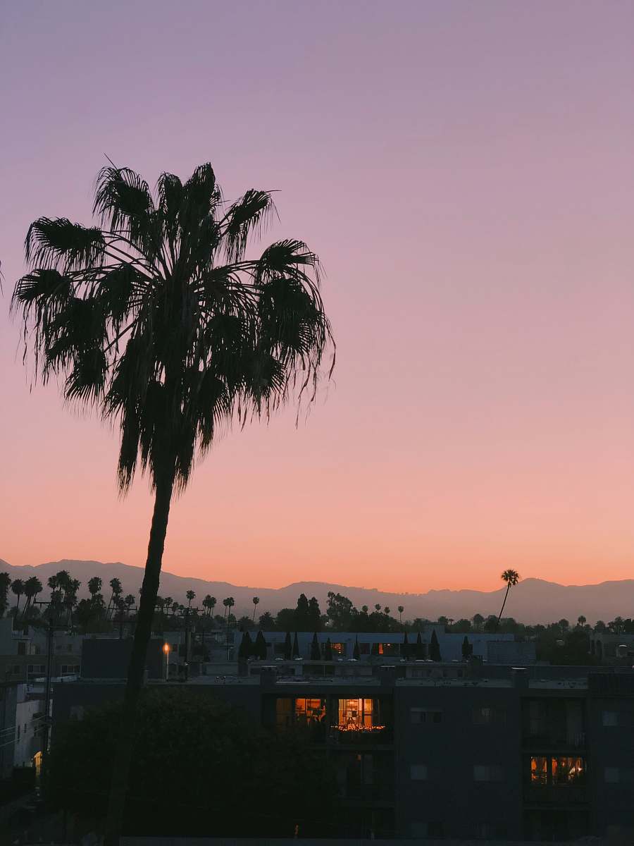 silhouette silhouette of palm tree during sunset sky
