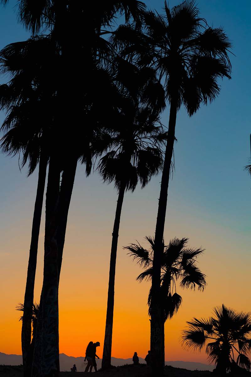 arecaceae silhouette of person walking under coconut trees at golden hour palm tree