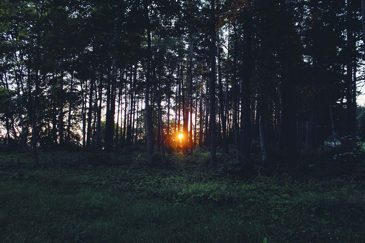 forest silhouette of sunlight passing through brown trees trees
