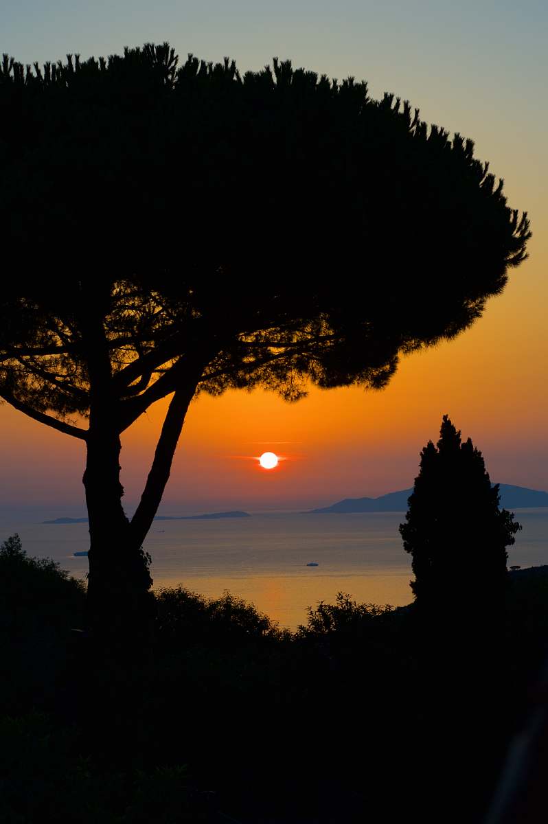 sky silhouette of tall tree near ocean during golden hour sunset