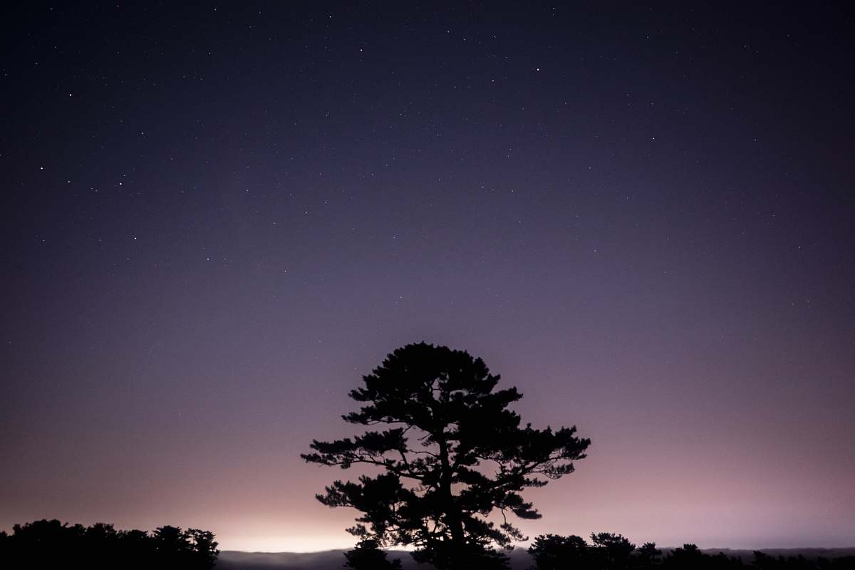 dusk silhouette of tree sunrise