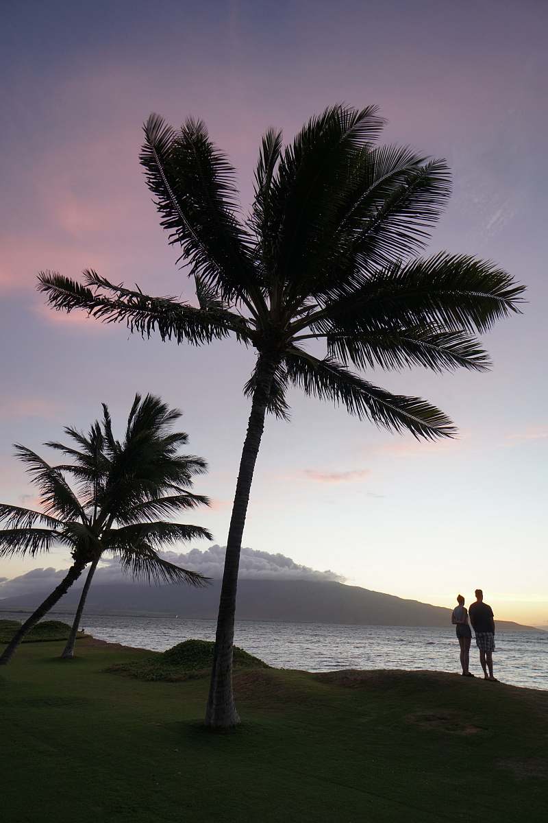 human silhouette of two person standing beside palm trees person