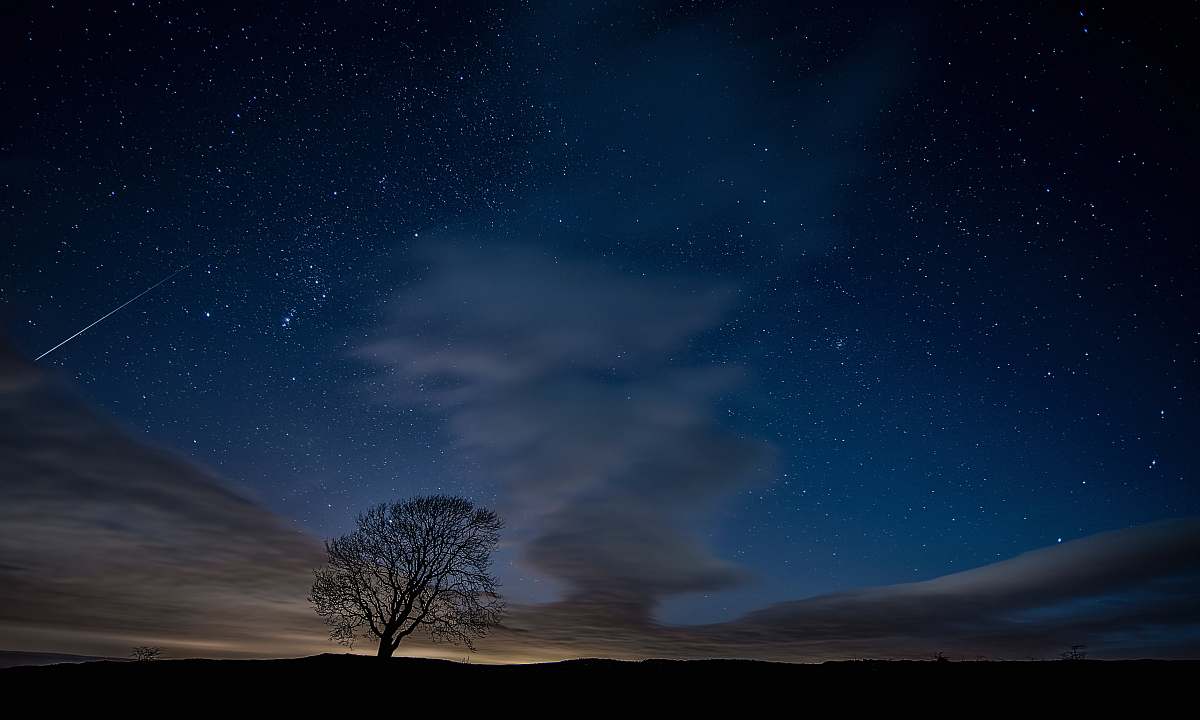 flora silhouette photo of trees during nighttime plant