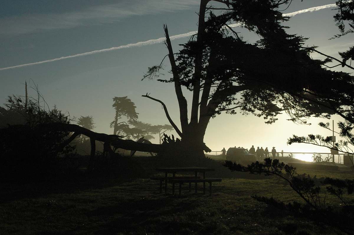 plant silhouette photography of table near tree tree trunk