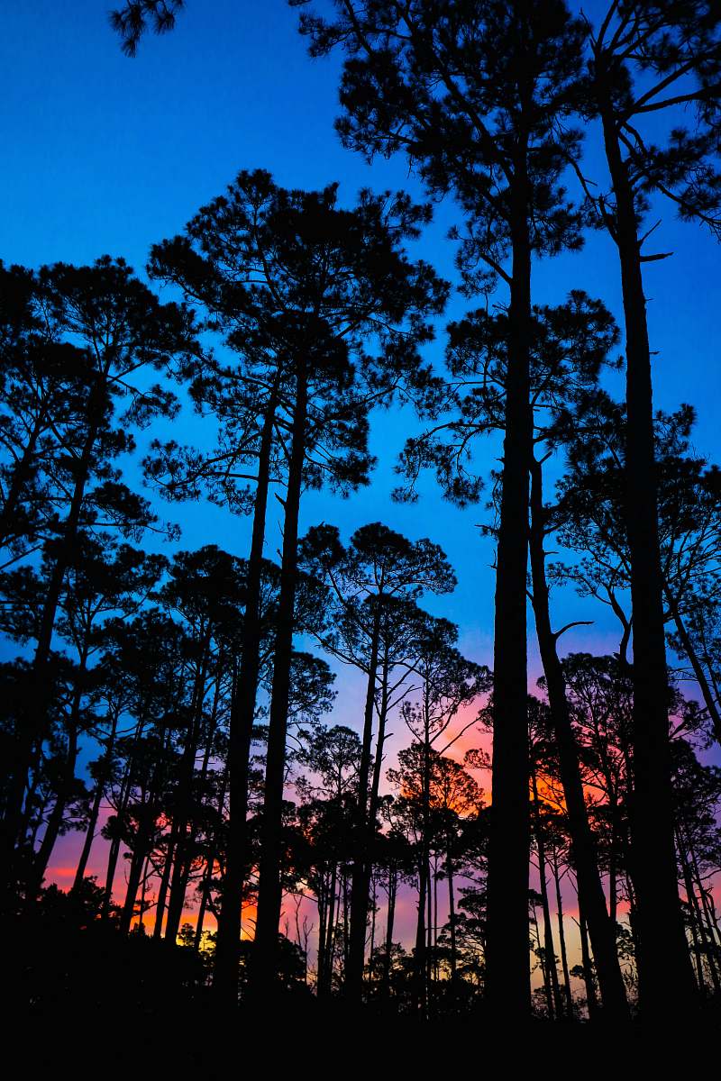 plant silhouette photography of trees vegetation