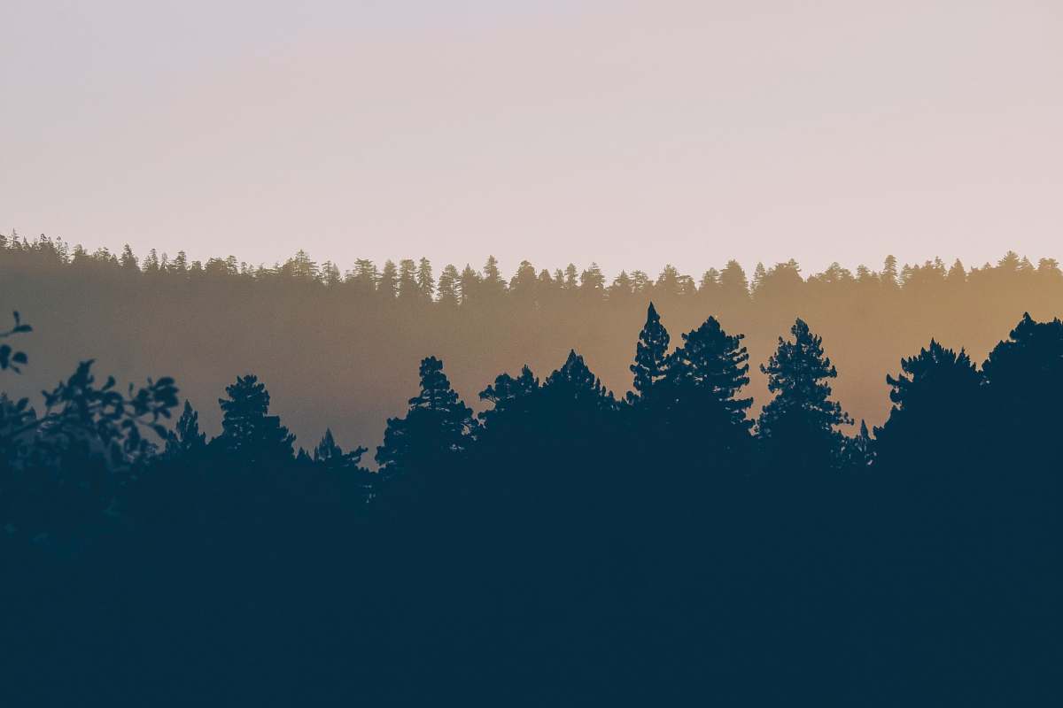 trees silhouette photography of trees forest