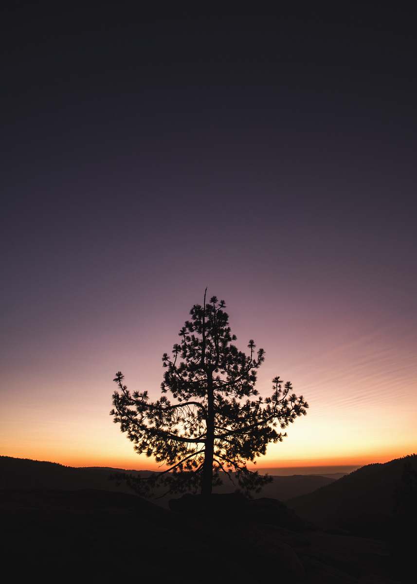 sky tree during golden hour sunrise