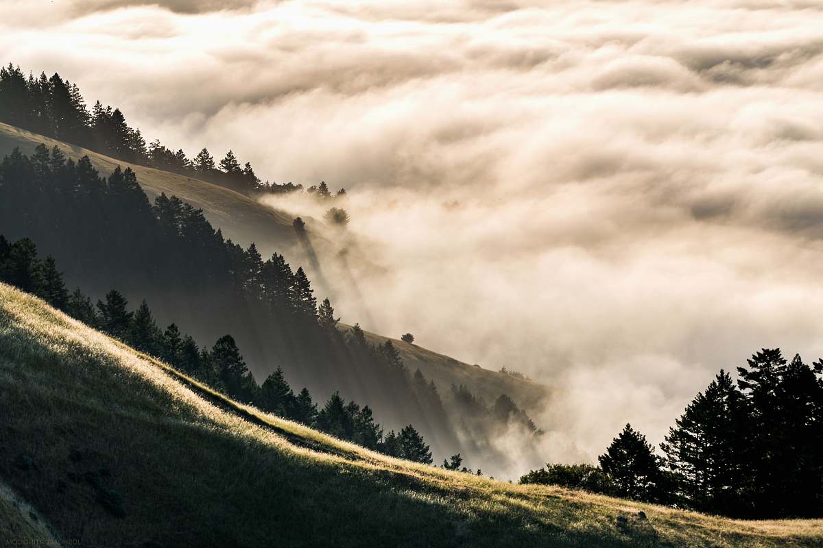 tree forest coated with fog sun