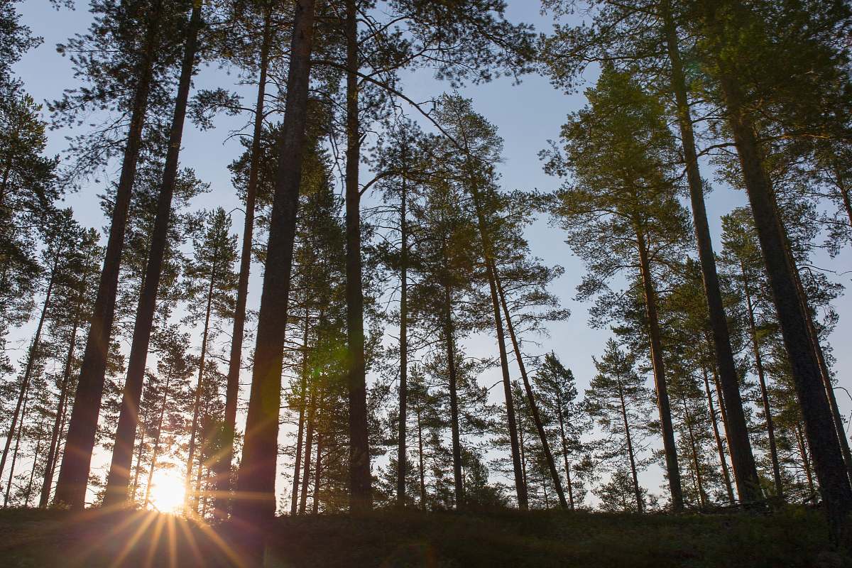forest green leafed trees in sunset photography tree