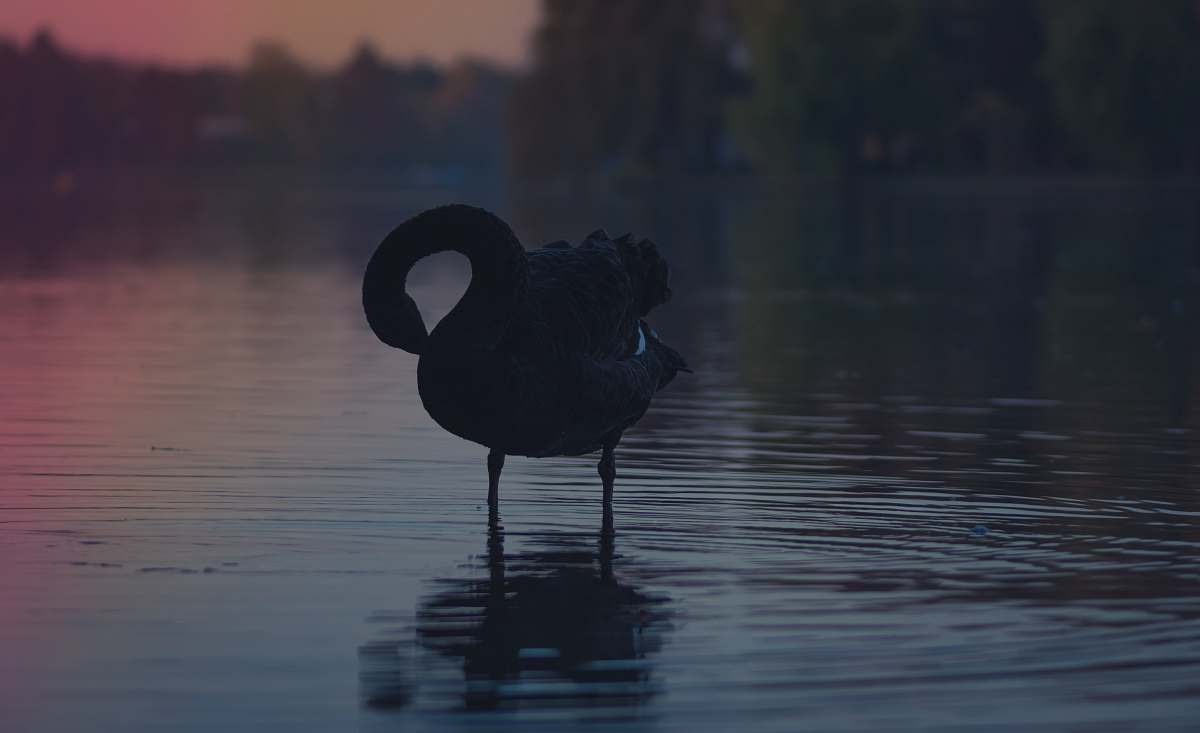 swan black duck on body of water bird