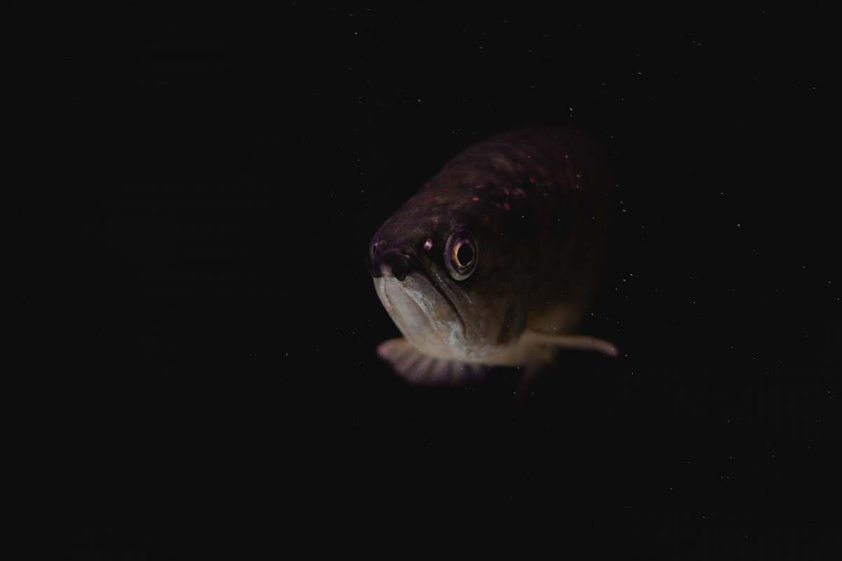 aquatic fish underwater fish