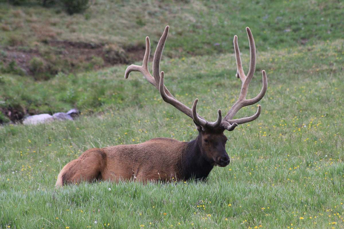 elk brown elk on green field during daytime deer