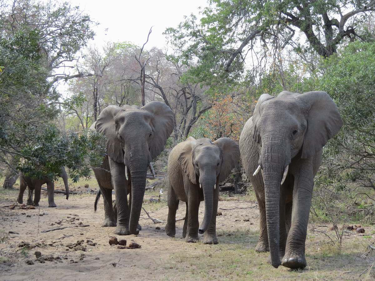 mammal four elephants walking near trees during daytime elephant