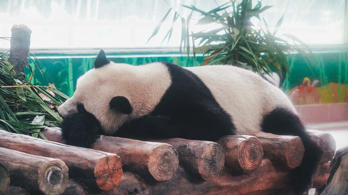 mammal panda on log giant panda