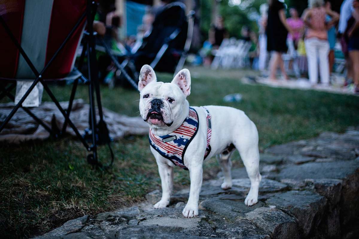 animal French bulldog on gray concrete bulldog