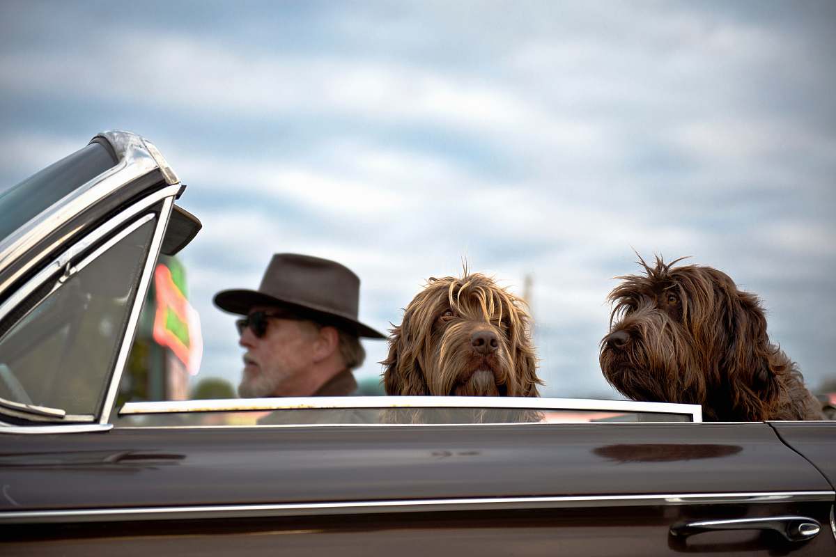pet photo of man driving a car with two dog with him animal