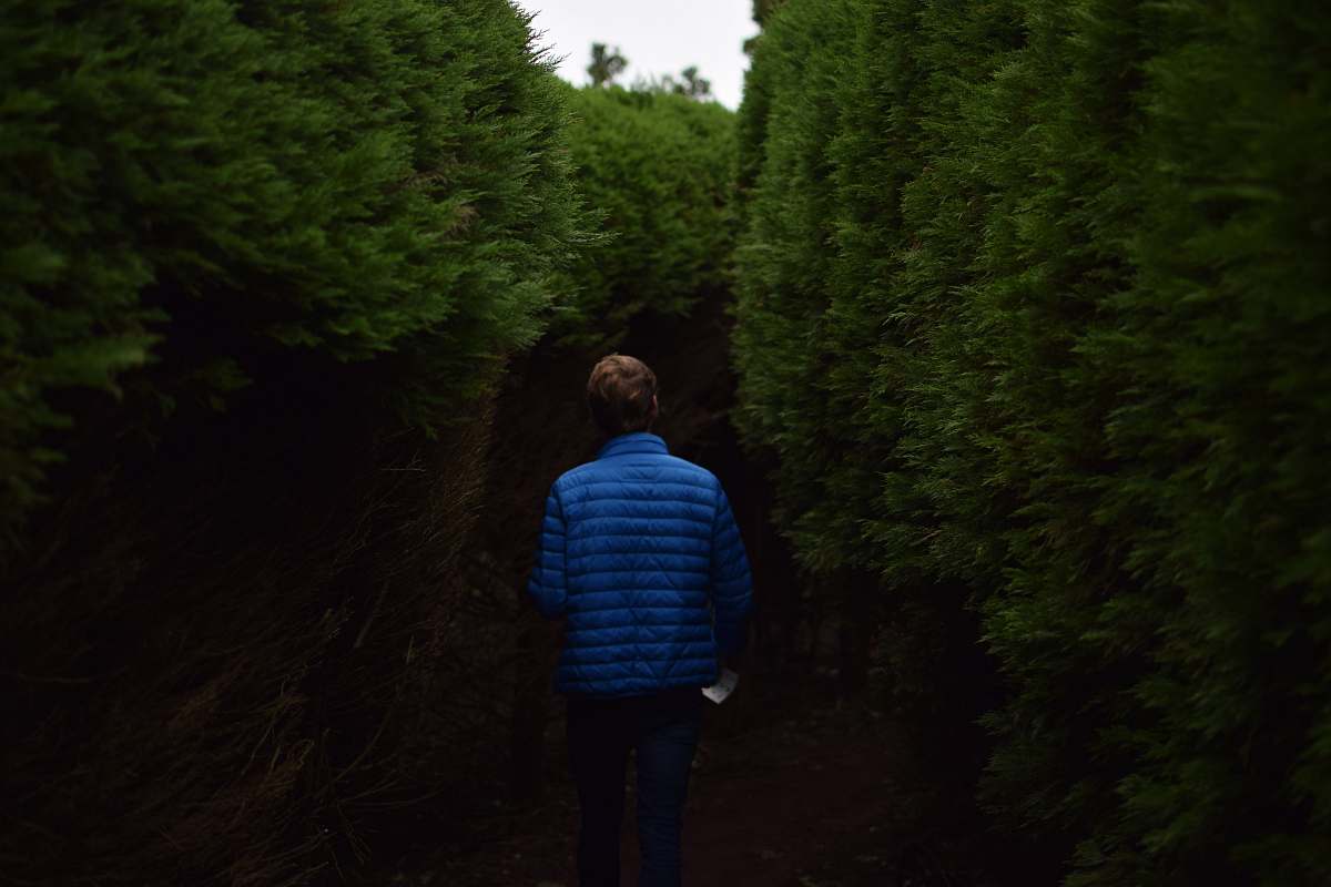 person man walking near tall trees back