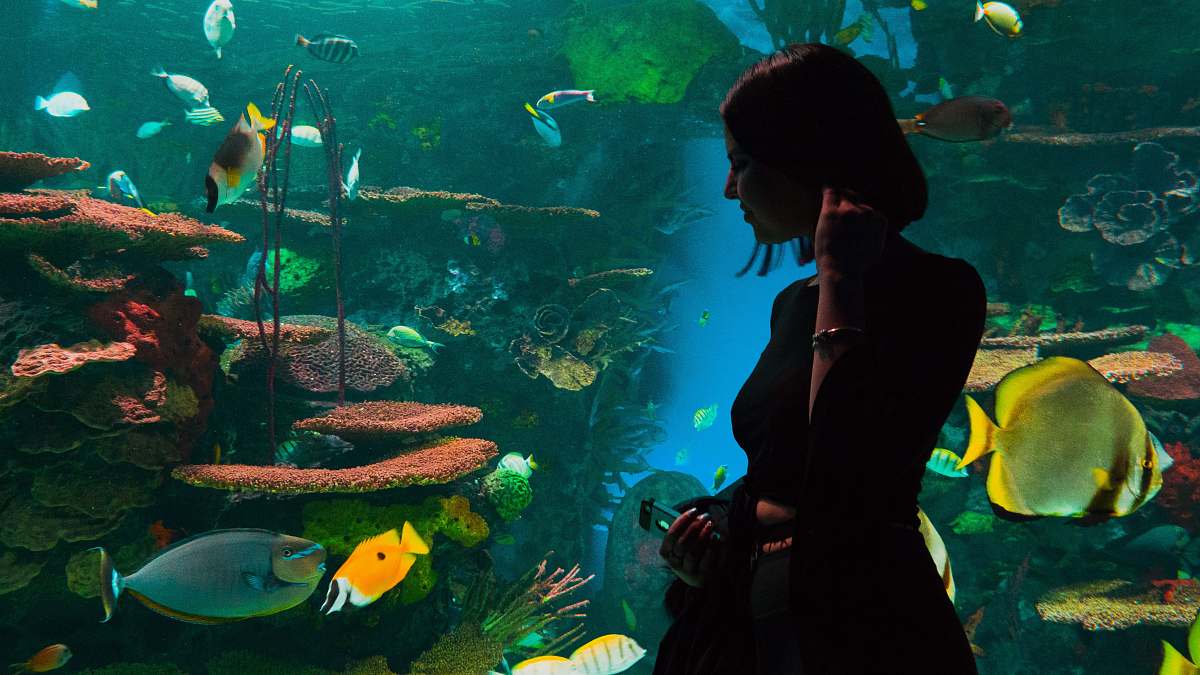 aquarium silhouette of woman standing near aquarium water