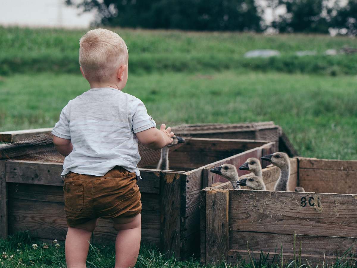 people toddler in front of flock of ducklings inside crates person