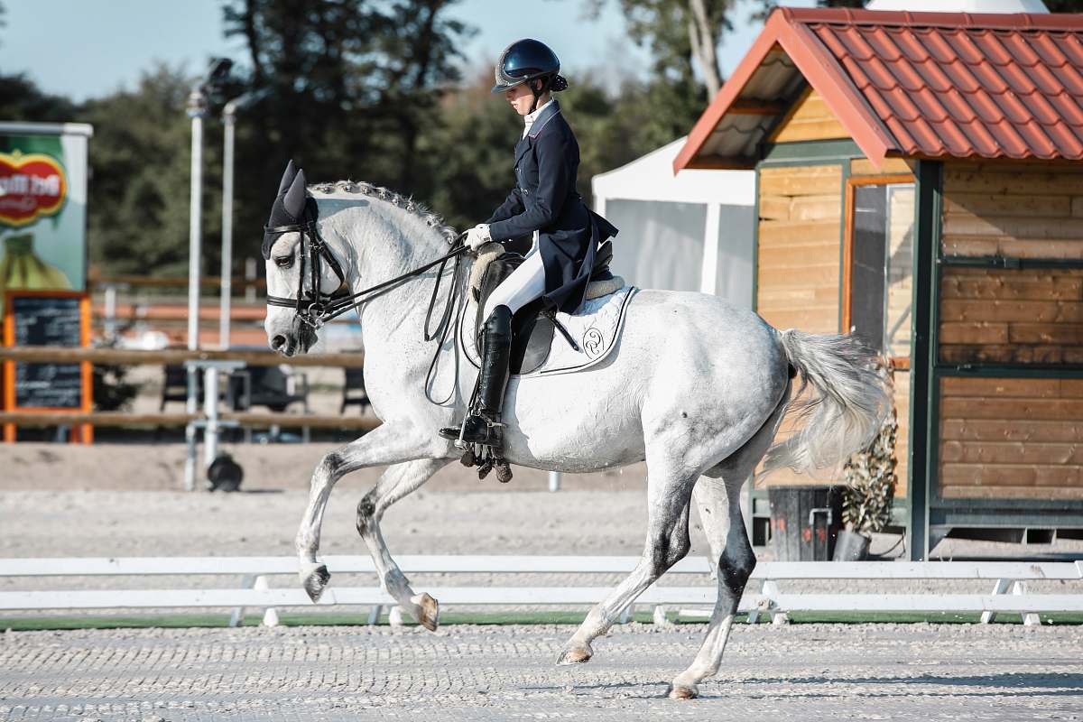 People Woman Riding White Horse Horse Image Free Photo