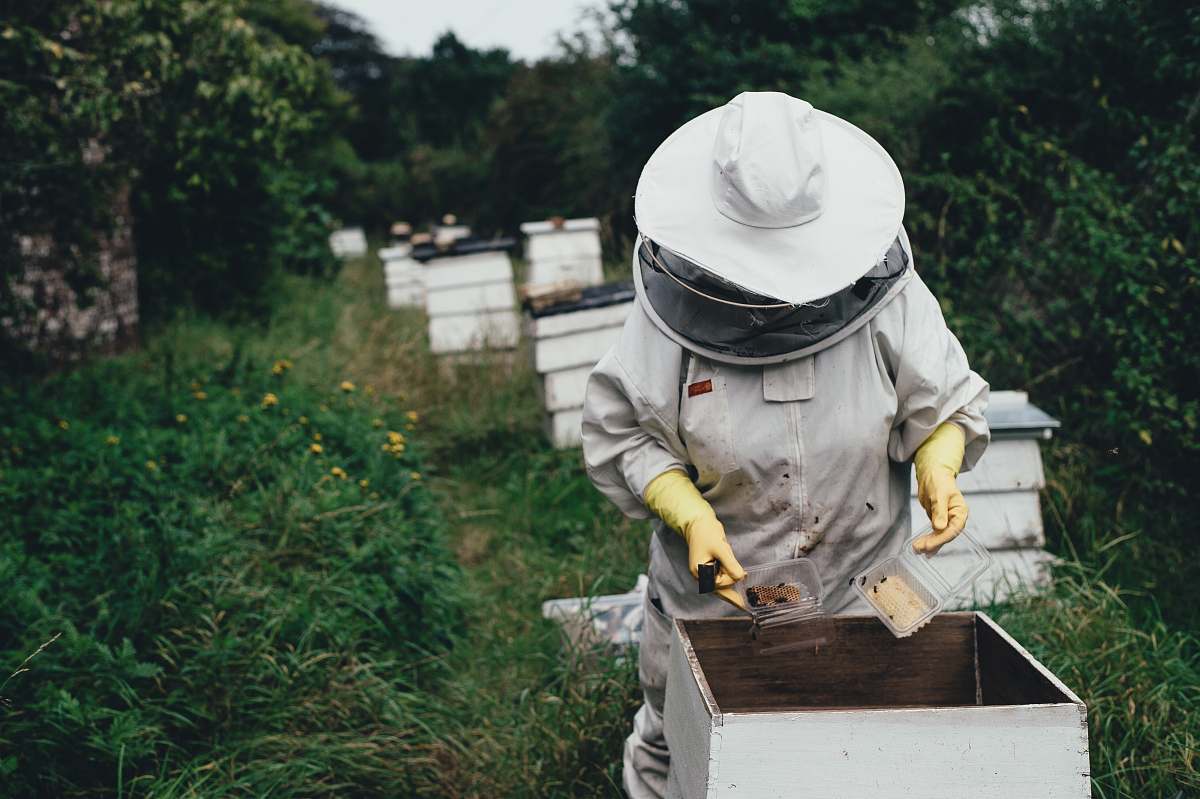 apiary bee person planting bee
