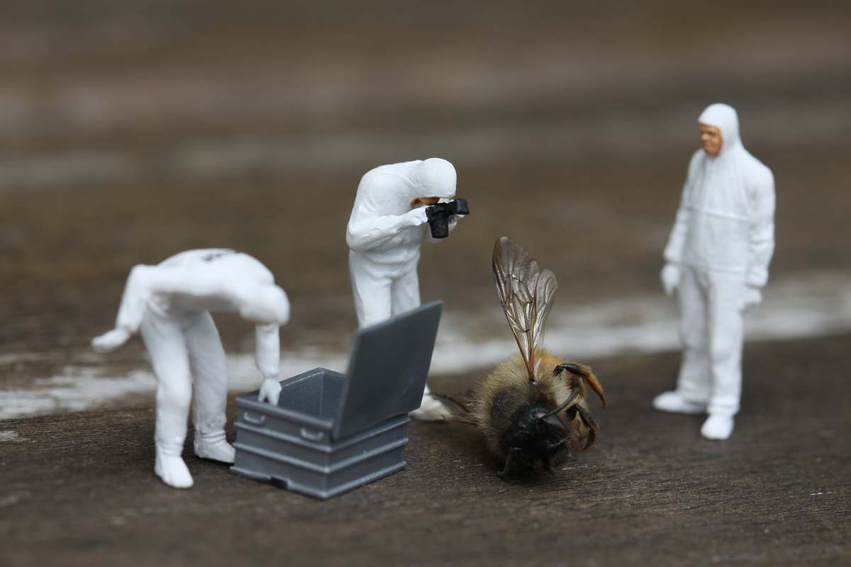 person brown bee on surface human