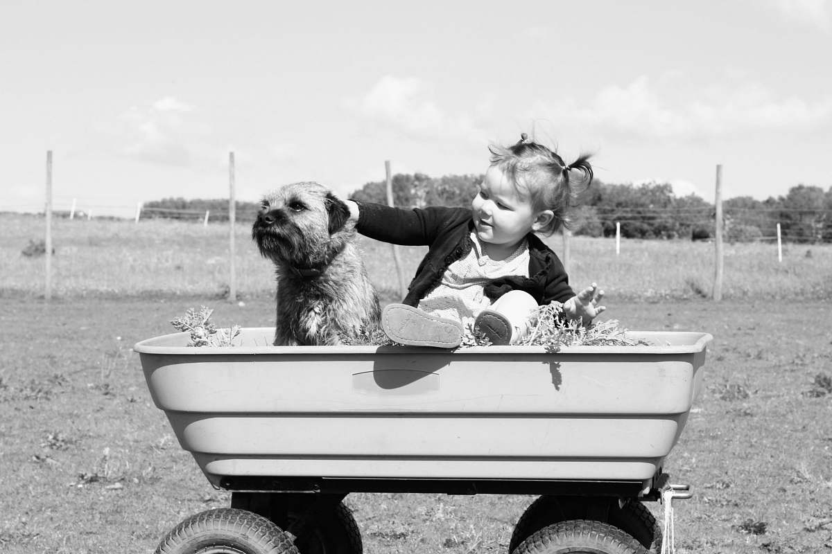 black-and-white girl holding puppy on wagon toy dog