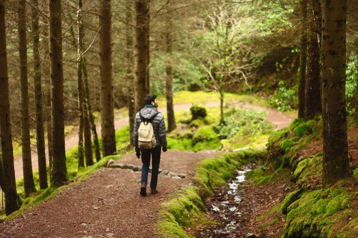 person man hiking in between trees human