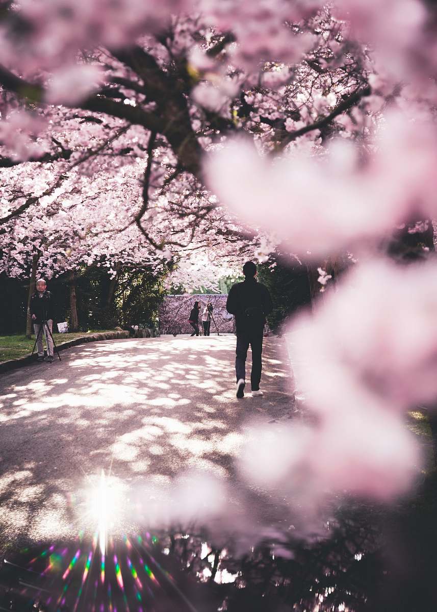 flower man walking on road surrounded by cherry trees blossom