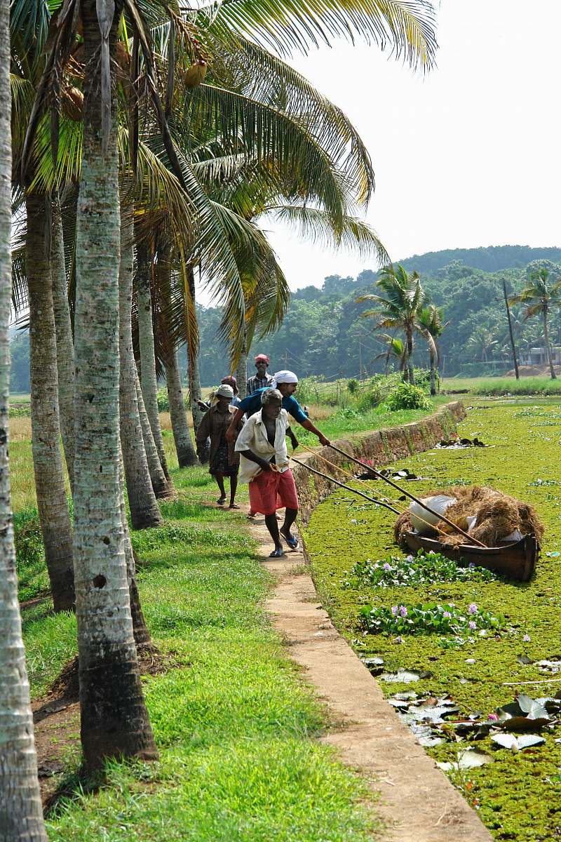 person men walking near coconut trees human