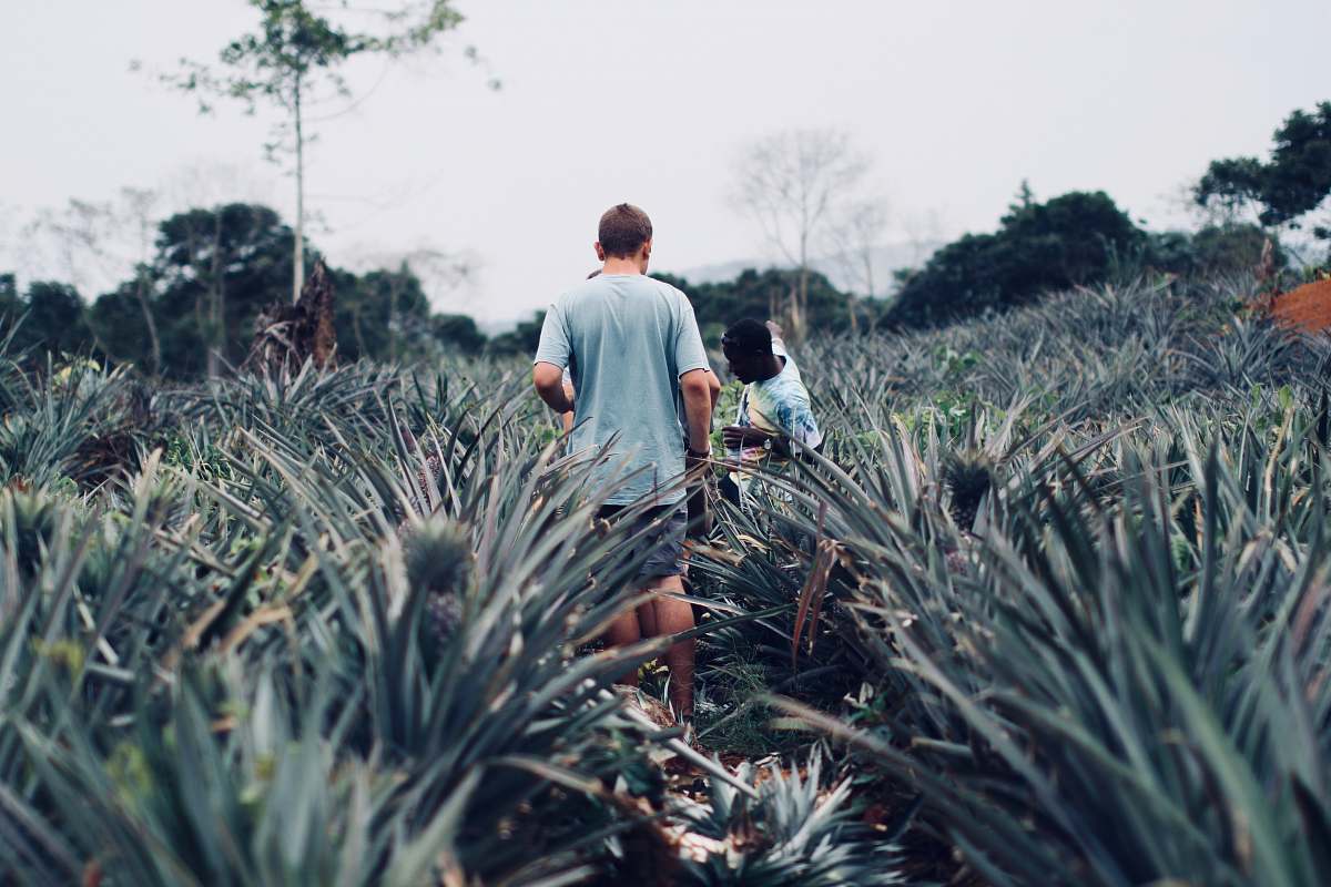 human people standing on pineapple farm plant