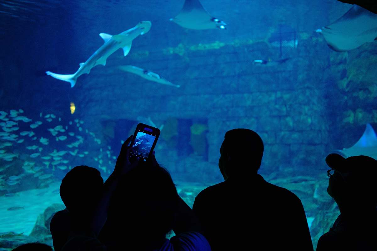 aquarium people watching sharks water