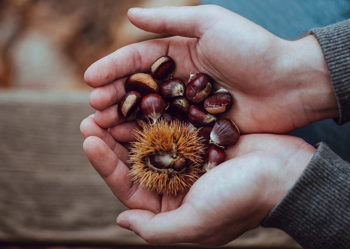 human person holding brown and red beans person