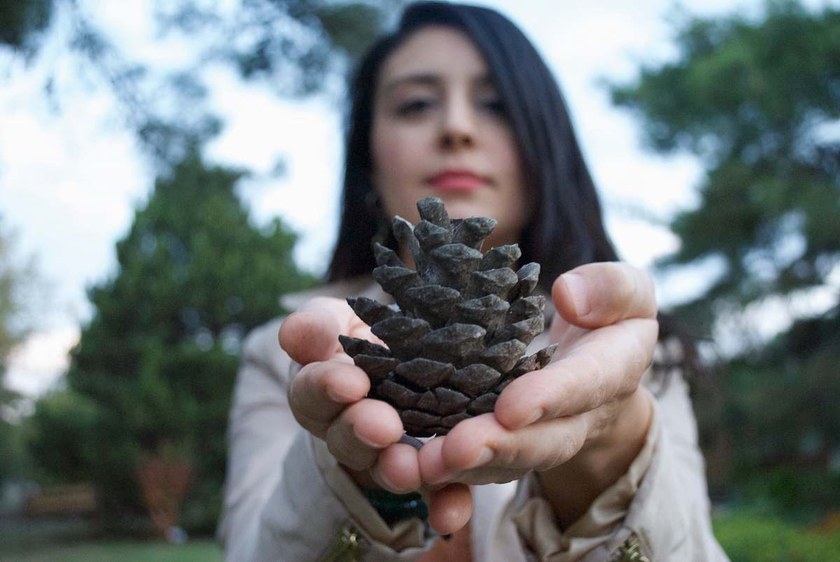 human selective focus photography of woman holding brown pine cone person