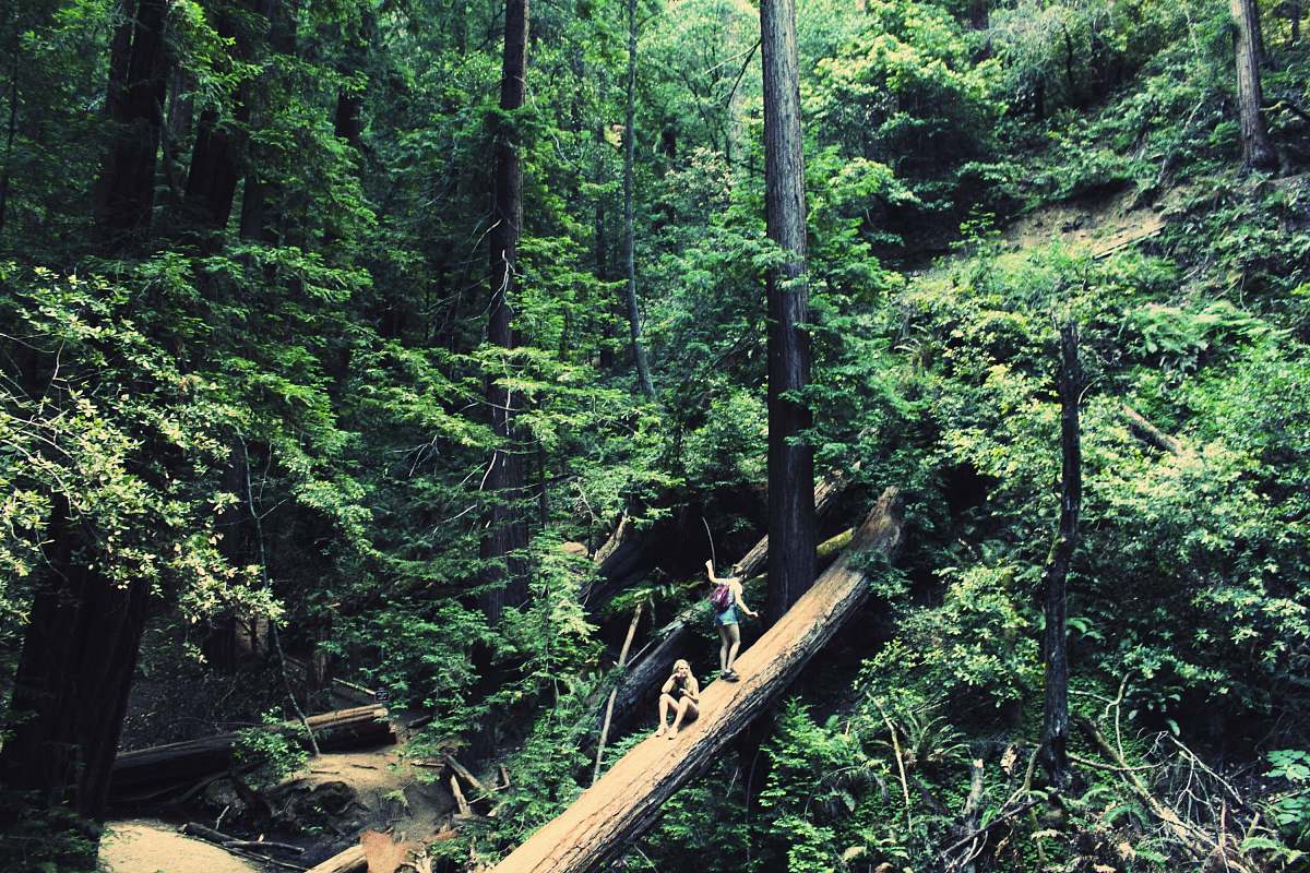 tree two women walking on bridge during daytime forest