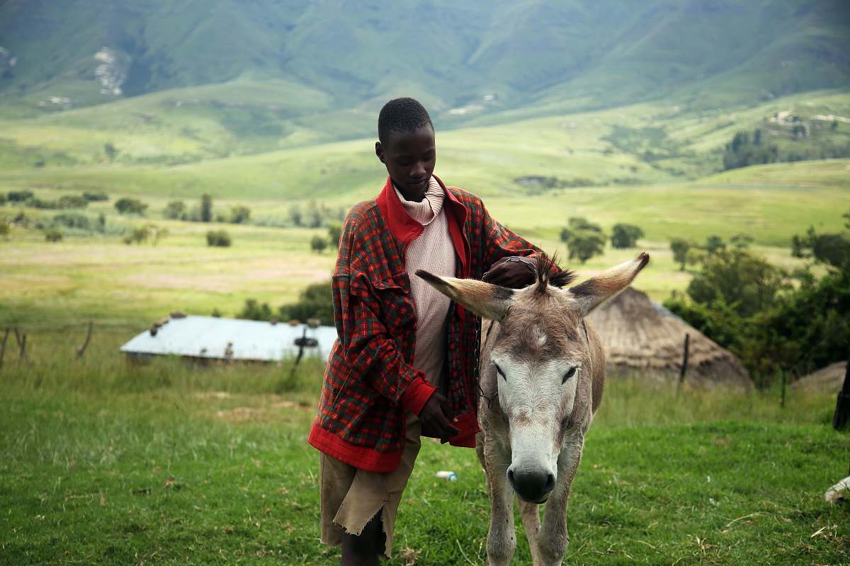 people man holding beige horse donkey