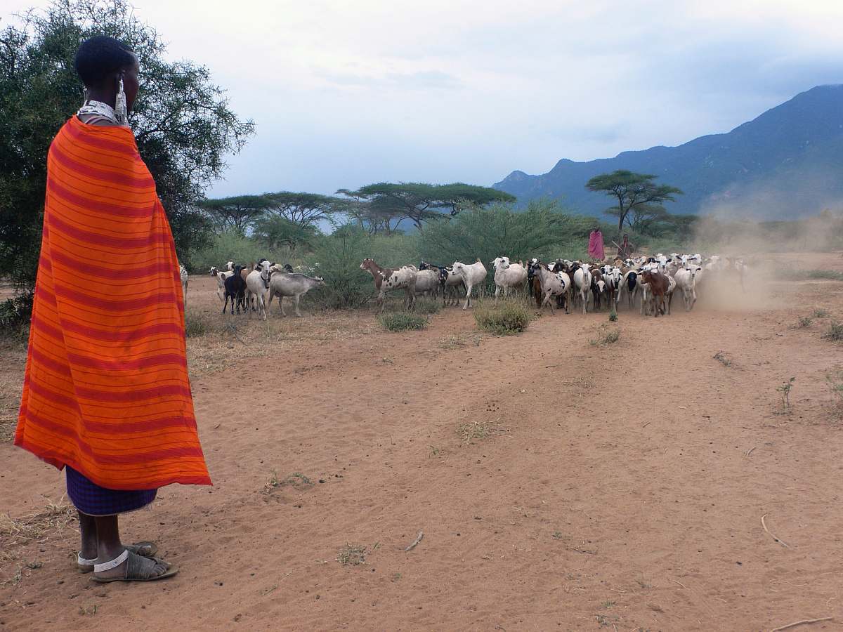human man standing near herd of goats during daytime people