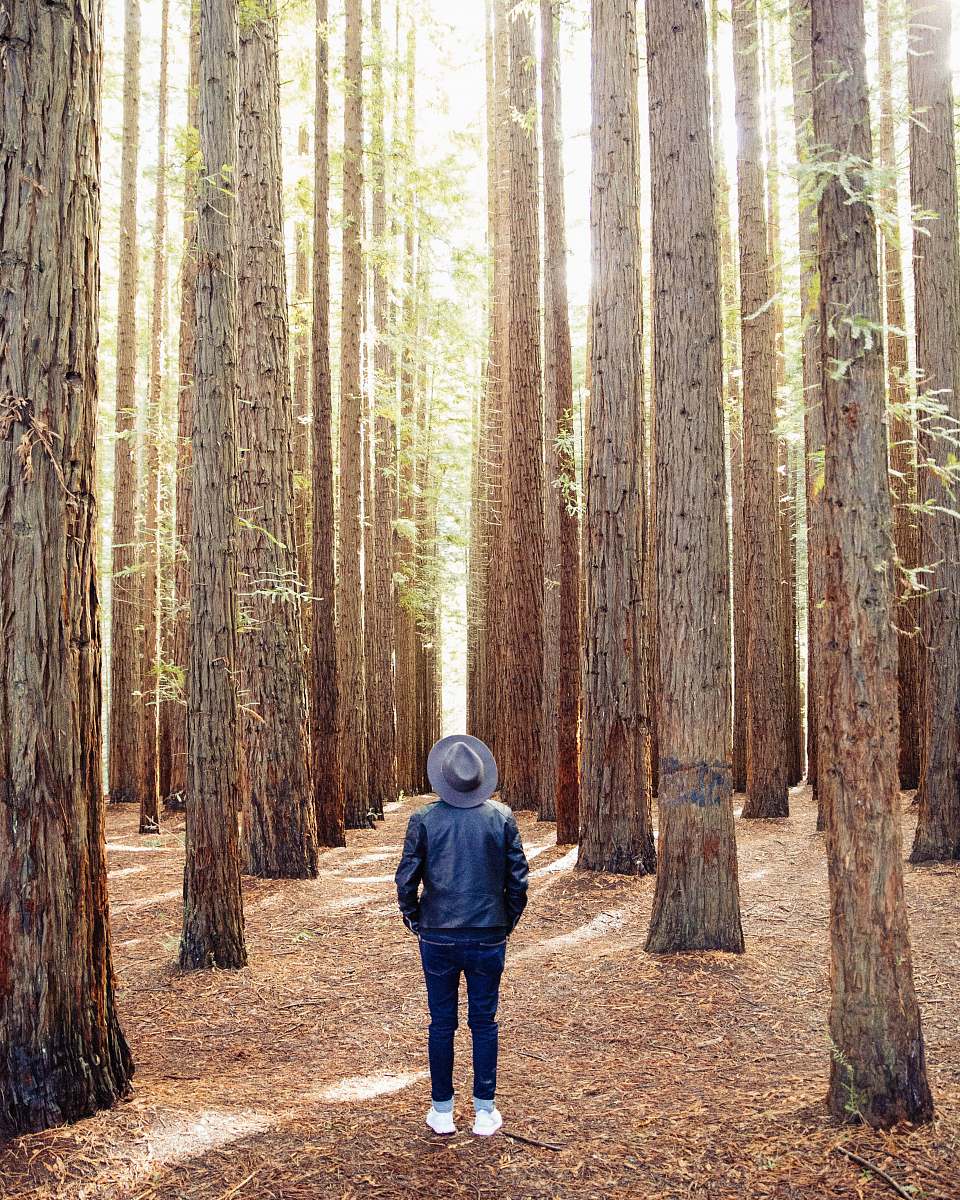 forest person standing under brown trees tree