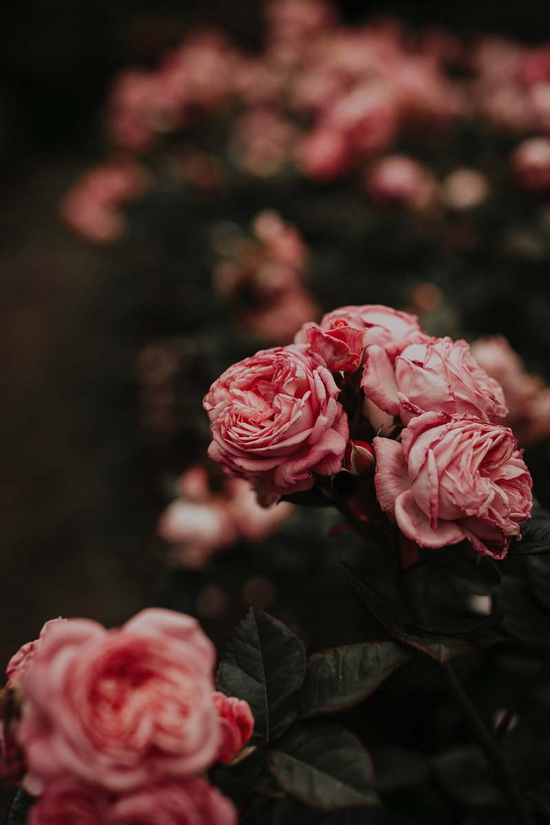 flower selective focus photography of pink petaled flowers rose