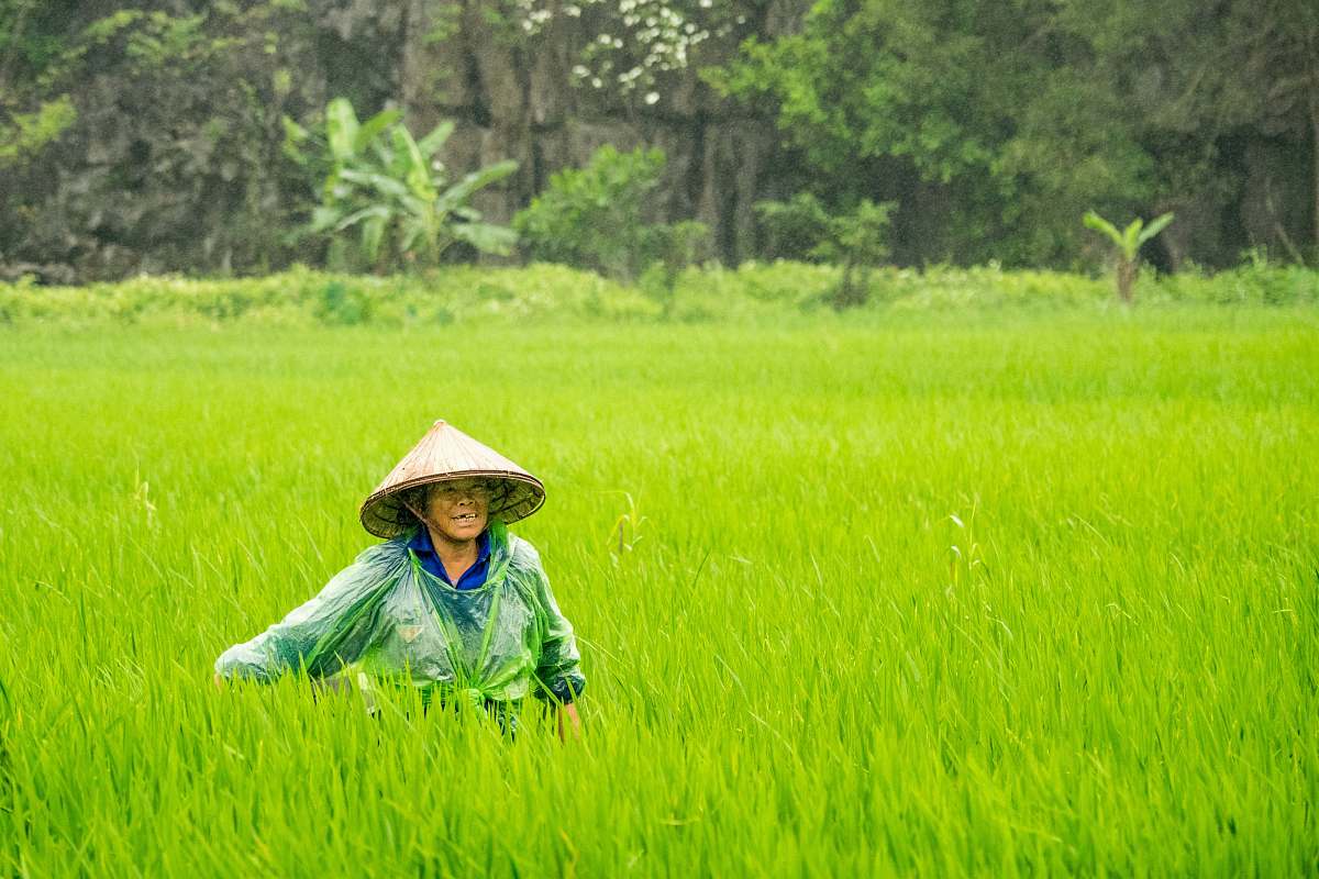 people woman wearing conical hat walking toward rice field paddy field